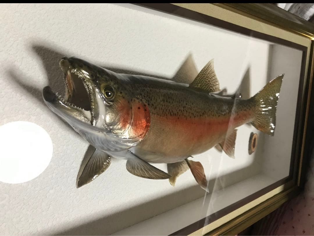 魚類剥製 ニジマス 虹鱒 雄 魚 52㎝ - メルカリ