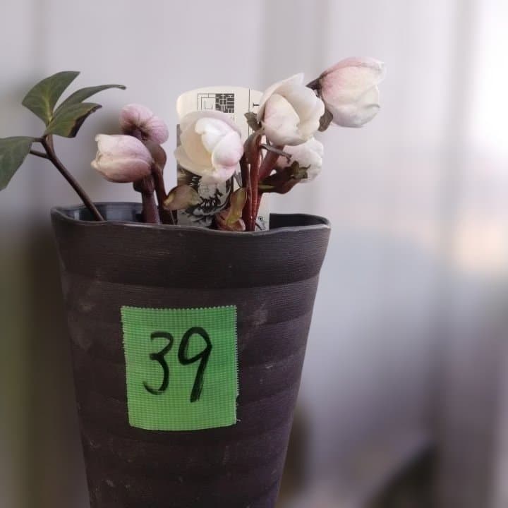 広瀬園芸ヘレボルス ニゲ桃色開花株