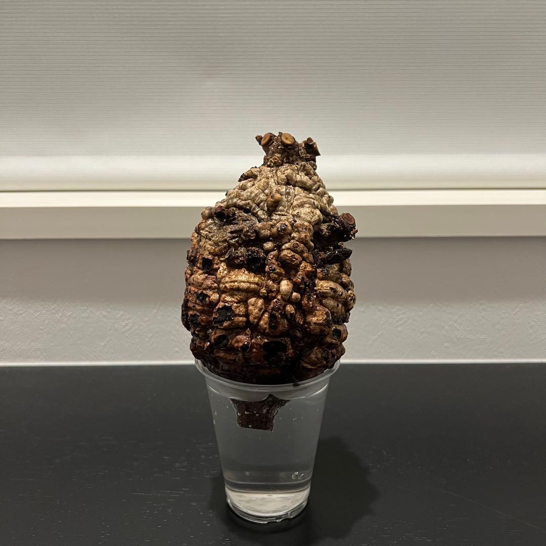 オペルクリカリア パキプス　現地発根株　発根管理中