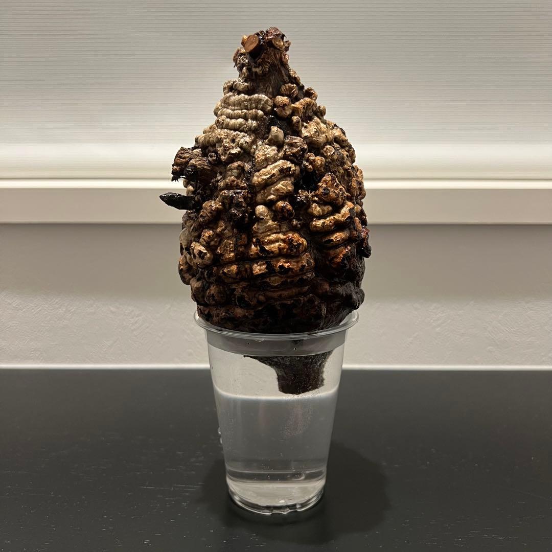 オペルクリカリア パキプス　現地発根株　発根管理中