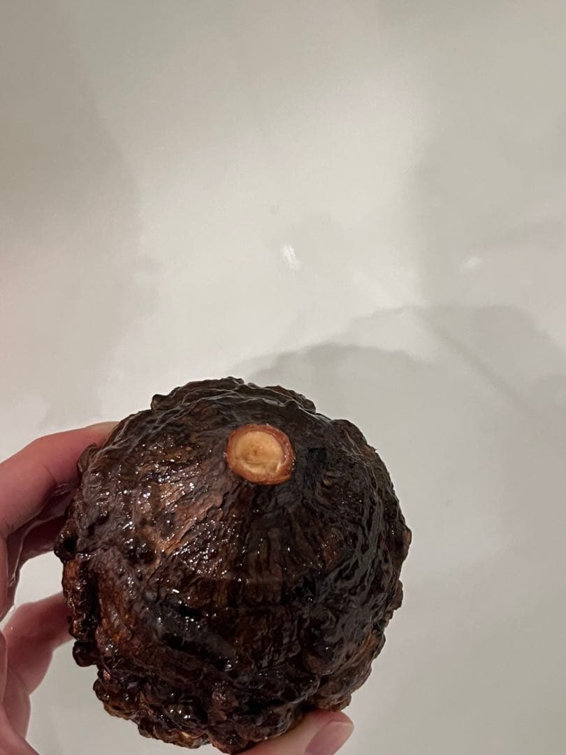 オペルクリカリア パキプス　現地発根株　発根管理中