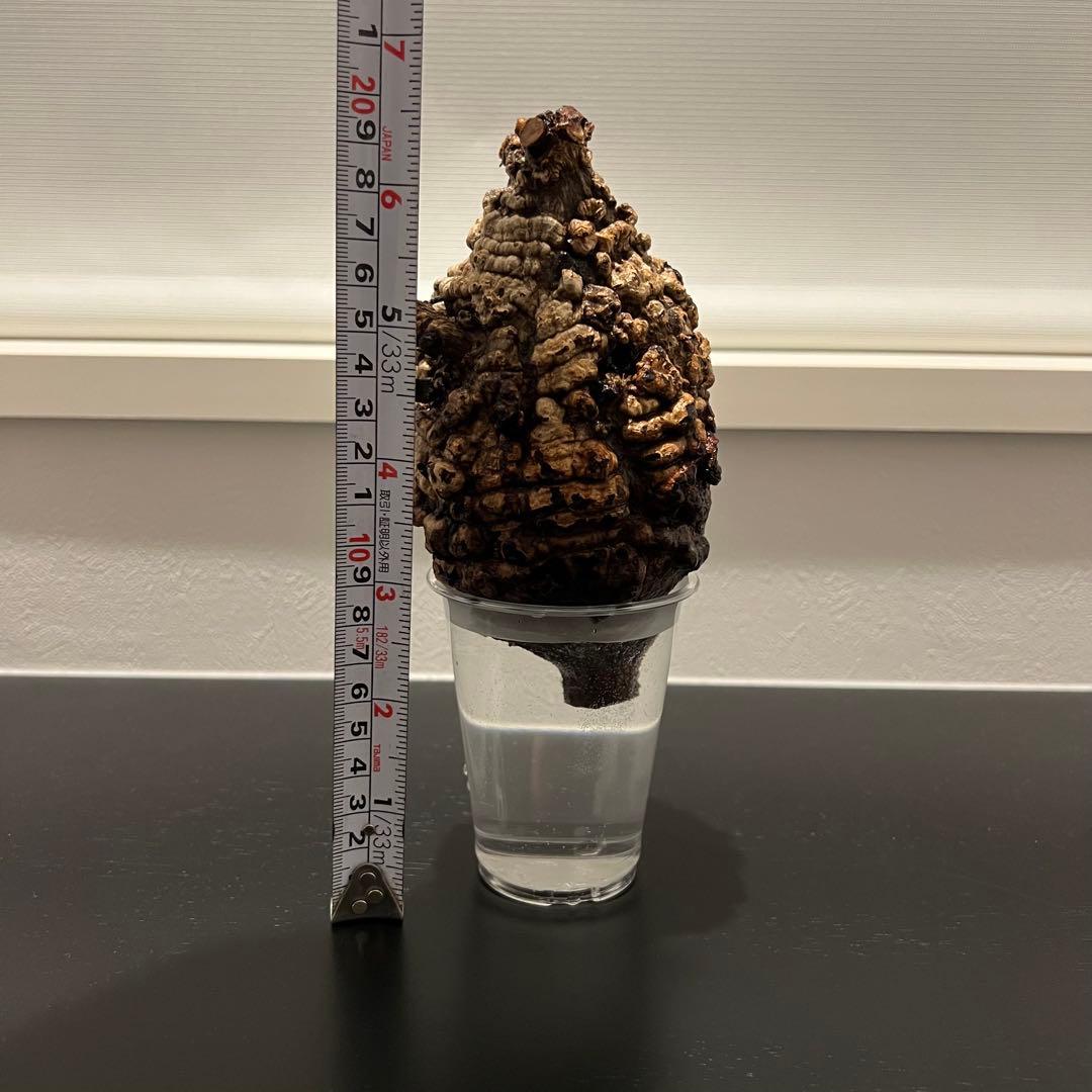 オペルクリカリア パキプス　現地発根株　発根管理中