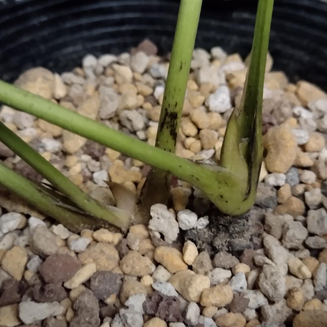 クリスマスローズ苗 加藤農園公認グロス交配フレグランス株 今期開花