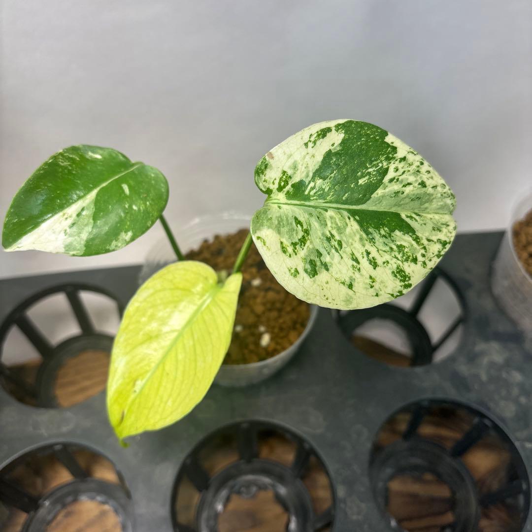 た*ん様 5株セットms42【特別選抜】ホワイトモンスター／天津蘭 モンステラ斑