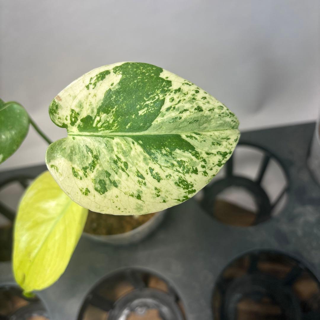 た*ん様 5株セットms42【特別選抜】ホワイトモンスター／天津蘭 モンステラ斑