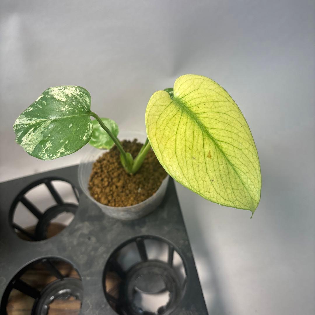 た*ん様 5株セットms42【特別選抜】ホワイトモンスター／天津蘭 モンステラ斑