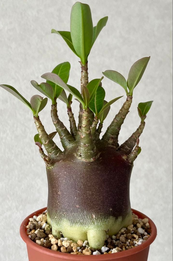 とっと様 リクエスト 2点 まとめ商品