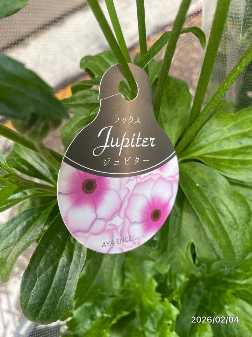 早い者勝ち!!　　　ラナンキュラス　ラックス　6種類　5号　化粧鉢