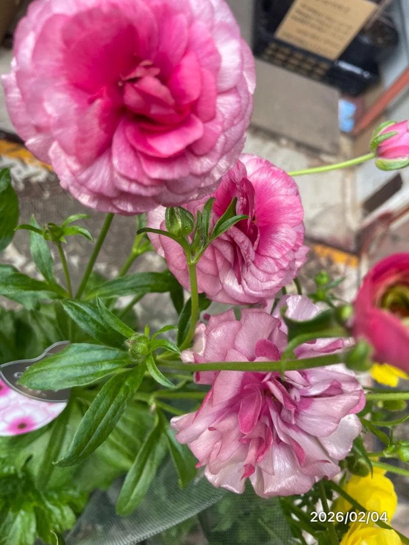 早い者勝ち!!　　　ラナンキュラス　ラックス　6種類　5号　化粧鉢