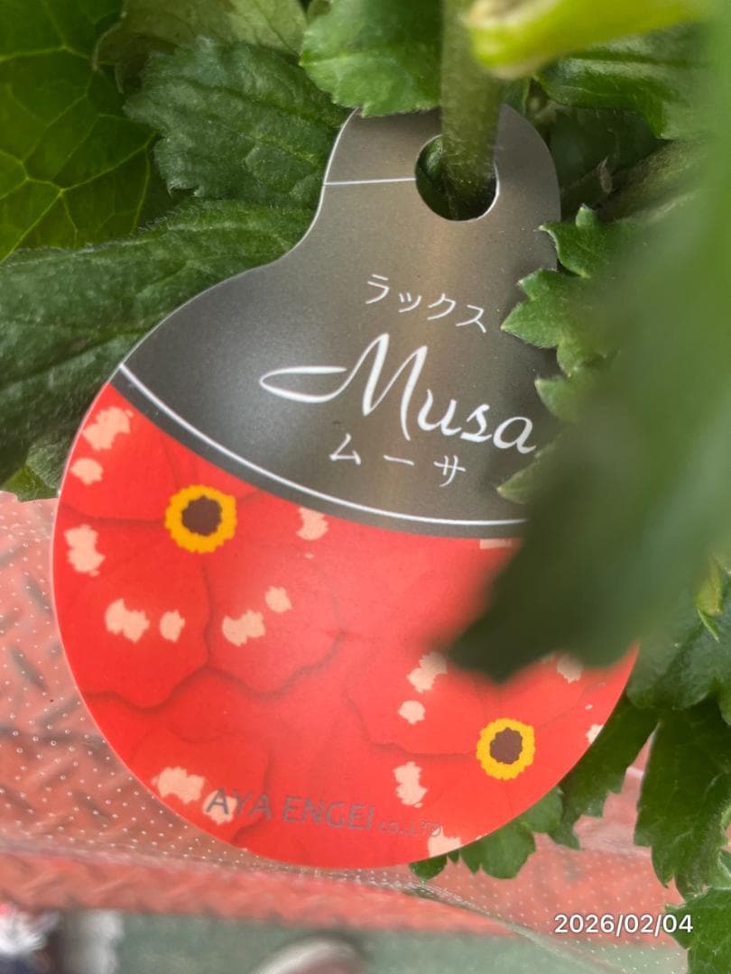 早い者勝ち!!　　　ラナンキュラス　ラックス　6種類　5号　化粧鉢