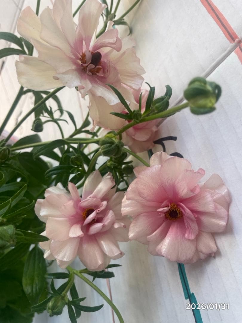 早い者勝ち!!　　　ラナンキュラス　ラックス　6種類　5号　化粧鉢