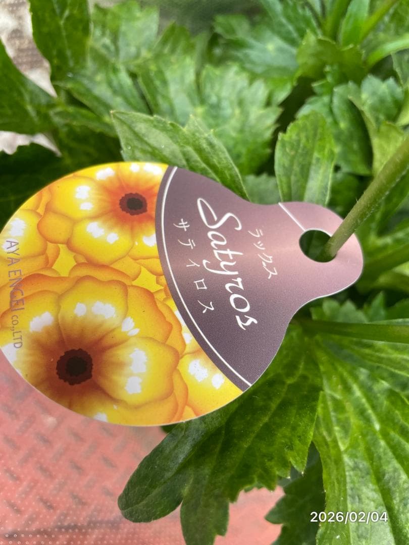 早い者勝ち!!　　　ラナンキュラス　ラックス　6種類　5号　化粧鉢