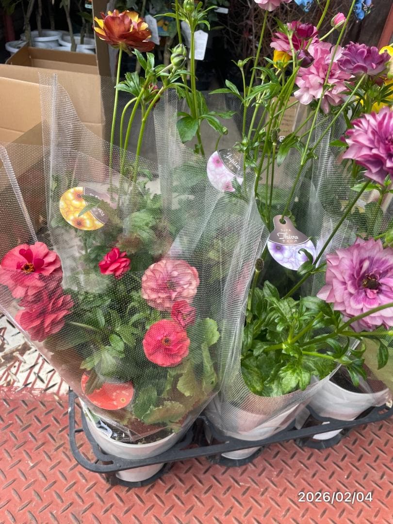 早い者勝ち!!　　　ラナンキュラス　ラックス　6種類　5号　化粧鉢