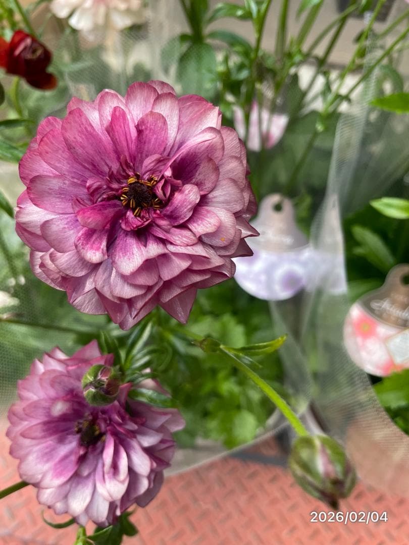 早い者勝ち!!　　　ラナンキュラス　ラックス　6種類　5号　化粧鉢