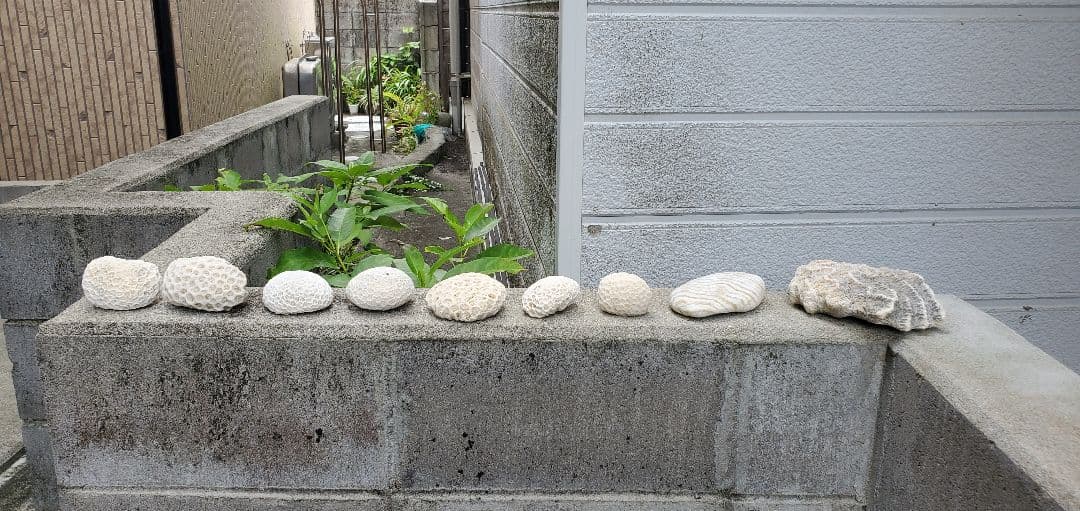 奄美群島産珊瑚 菊目石 天然珊瑚セット 海の宝石 ／貴重 インテリア オブジェ