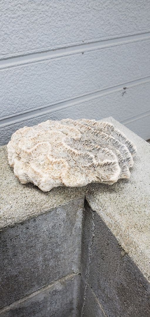 奄美群島産珊瑚 菊目石 天然珊瑚セット 海の宝石 ／貴重 インテリア オブジェ