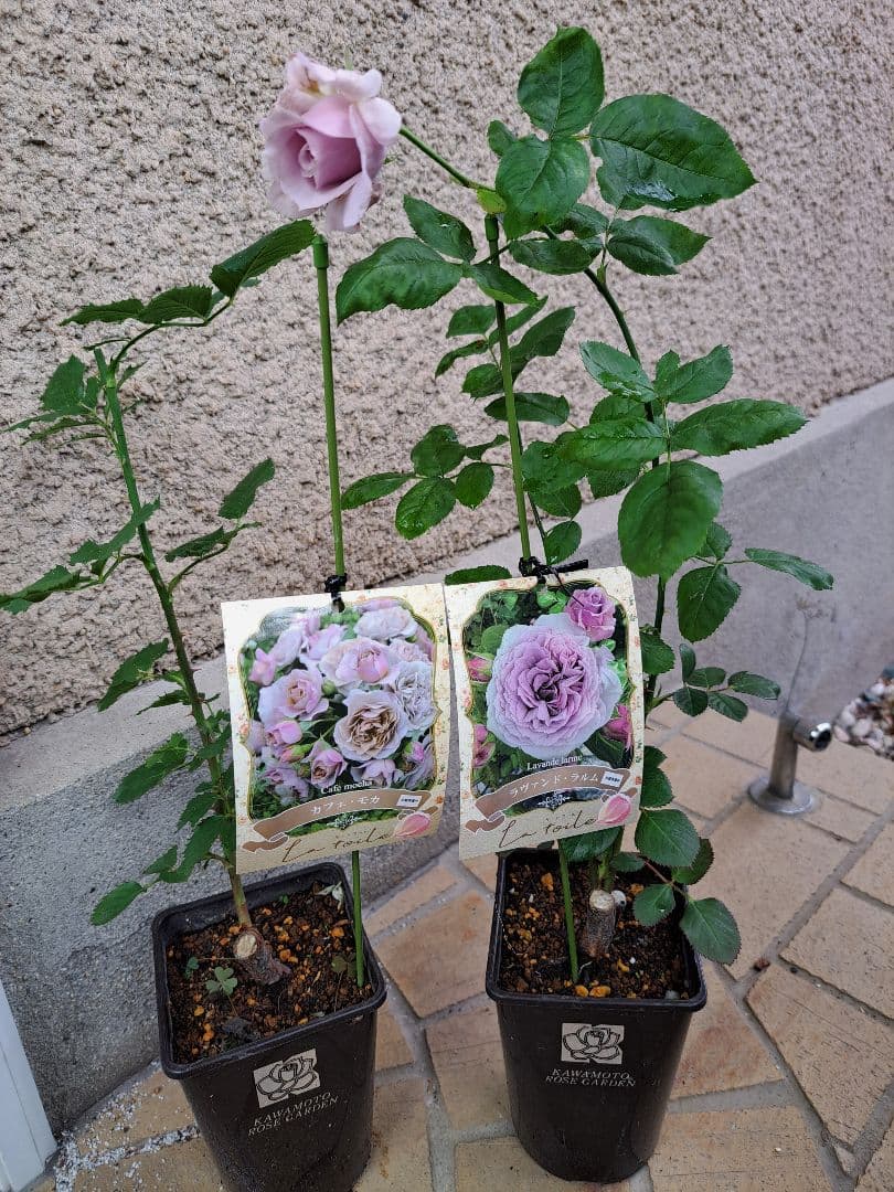 今年の最新品種☆正規の新苗☆カフェ・モカとアヴァンド・ラルム 2鉢