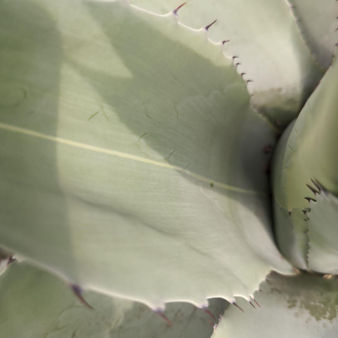 耐寒性　US株　80センチ　アガベ　オバティフォリア　斑?　抜き苗送料込み