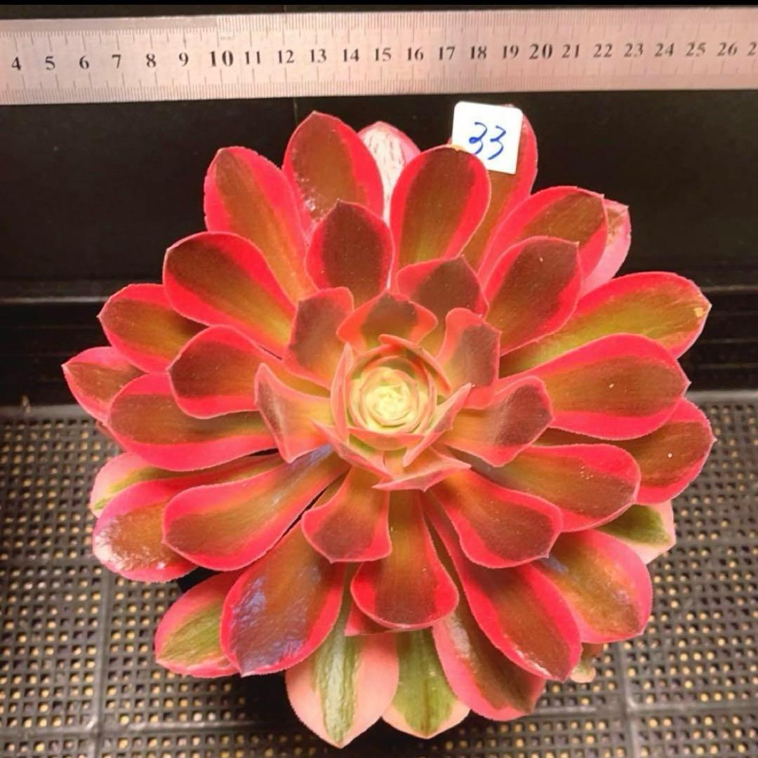 33 #多肉植物アエオニウム❤️香妃錦❤️1大頭2小頭20cm拔