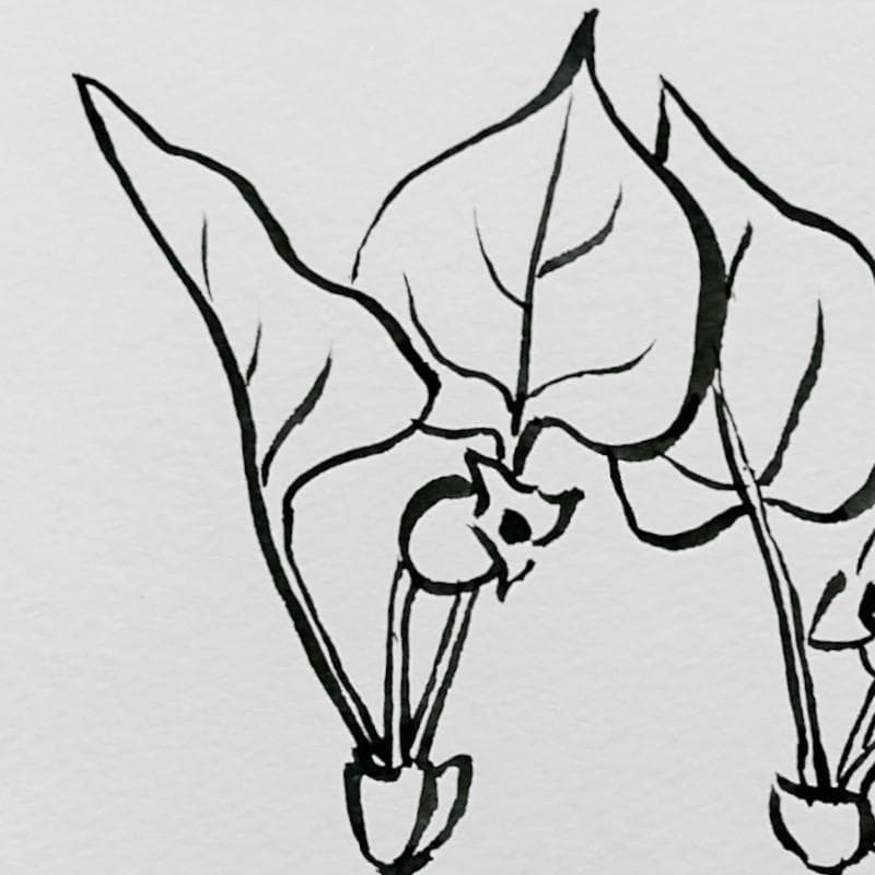 ☆坂本直行☆「 カンアオイ」筆書き インチサイズ 未使用！ - メルカリ