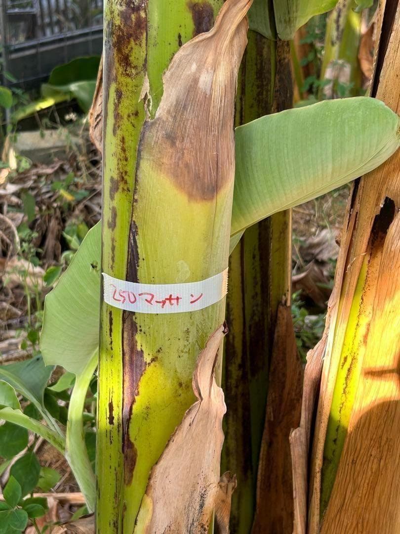 収穫用。251㎝巨大★ドワーフマッサン・バナナ苗◆高糖度。耐寒性が強く初心者向け
