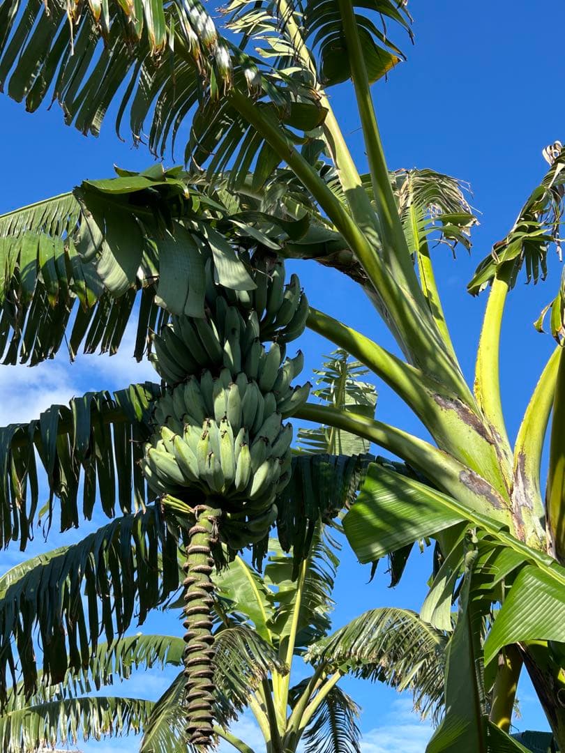 収穫用。251㎝巨大★ドワーフマッサン・バナナ苗◆高糖度。耐寒性が強く初心者向け