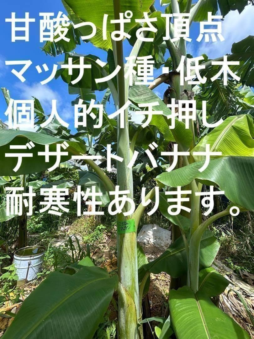 収穫用。251㎝巨大★ドワーフマッサン・バナナ苗◆高糖度。耐寒性が強く初心者向け