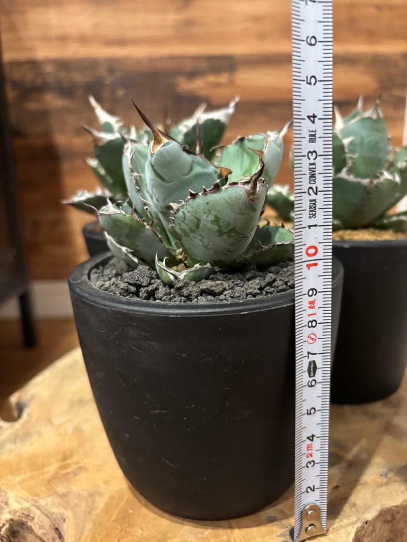 アガベ 白火焔 SAD 南アフリカダイアモンド BB 3点セット - メルカリ