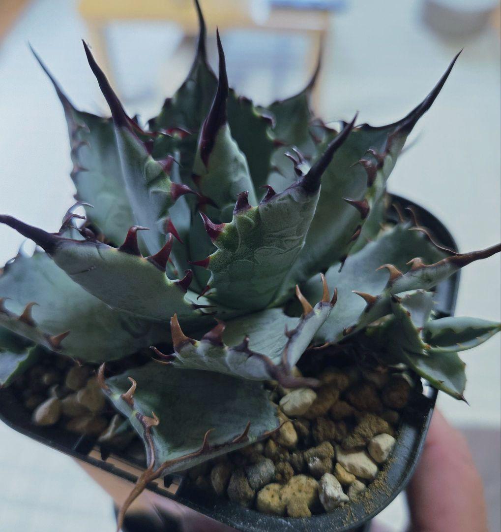 アガベ Lize株 ハイブリッド 激怒之舞 激怒甲蟹×屈原の舞扇 子株