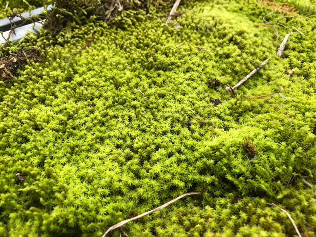 スナゴケ　砂苔　50枚 円　送料込み　天然 40㎝✖︎30㎝