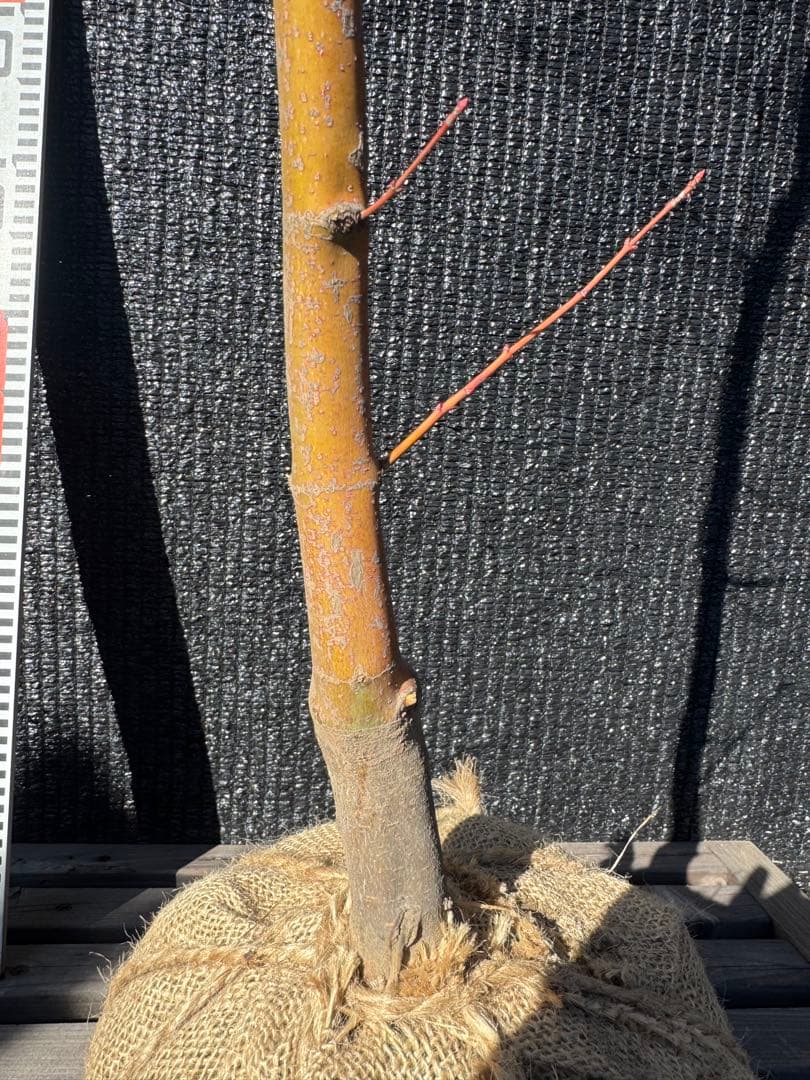 カツラモミジ 大株 【品番3520】 - メルカリ