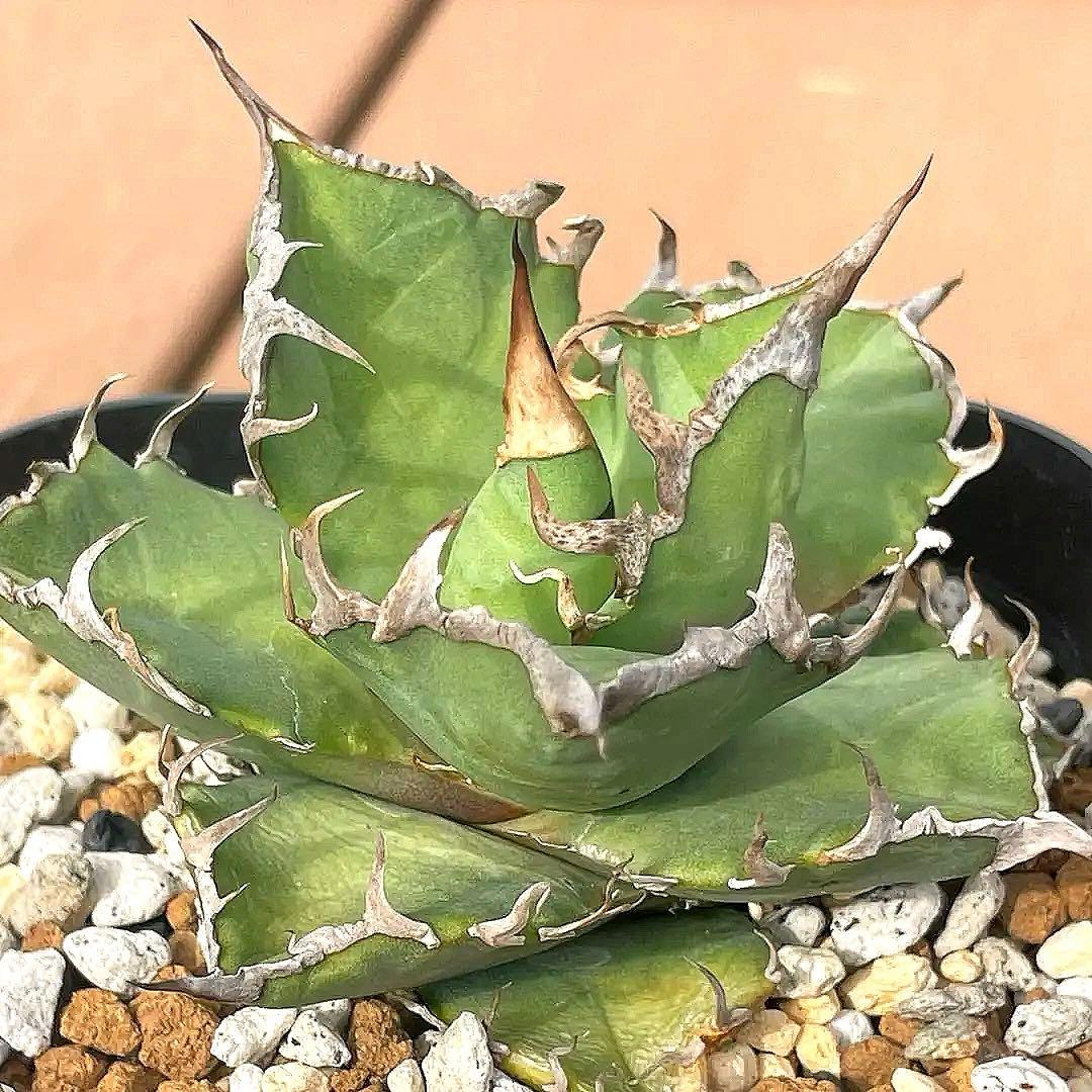 アガベチタノタシーザー 凱旋 lize産II世 - メルカリ