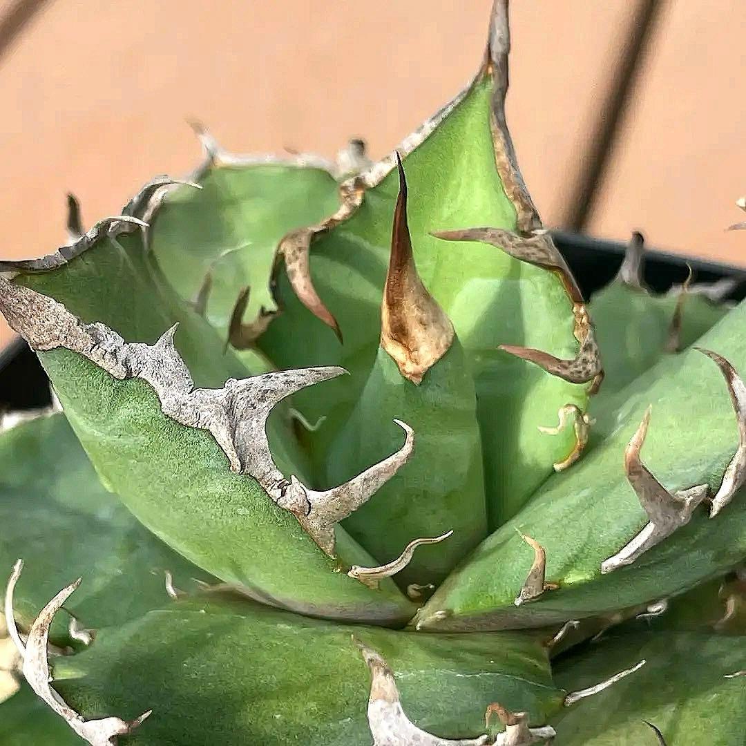 アガベチタノタシーザー 凱旋 lize産II世 - メルカリ