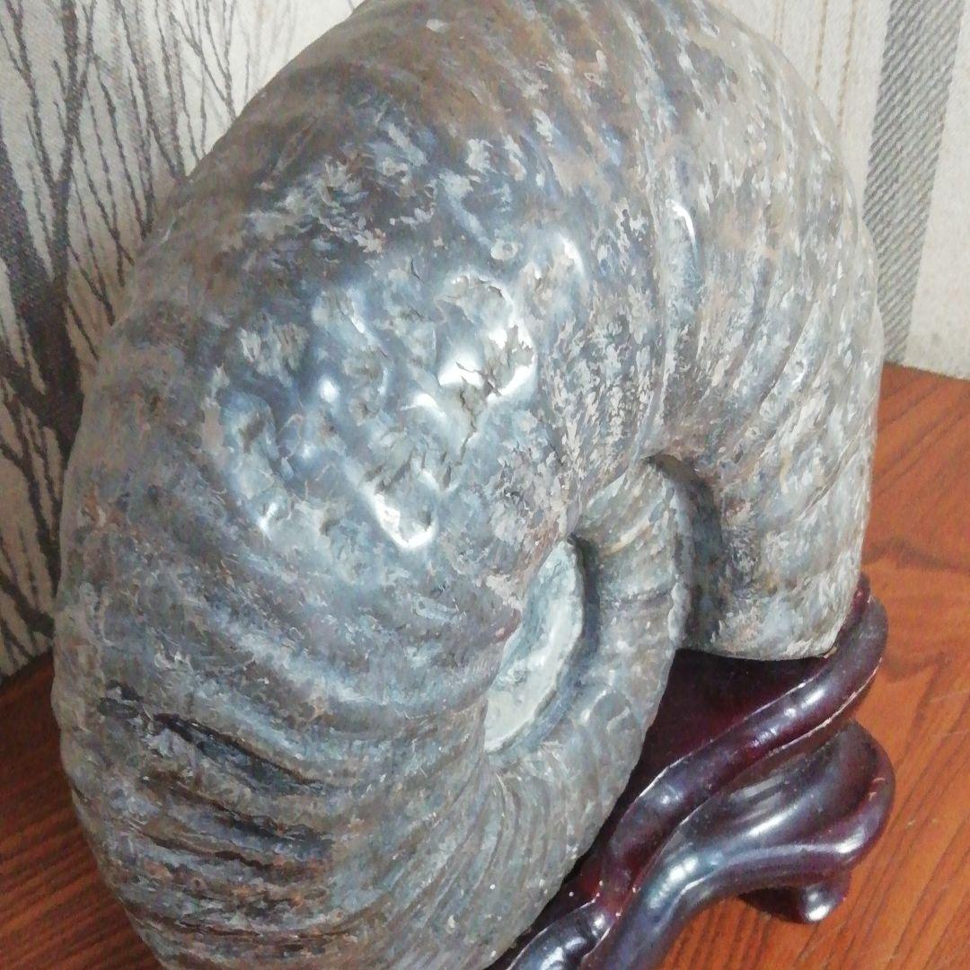 アンモナイト 化石 北海道産 台座付