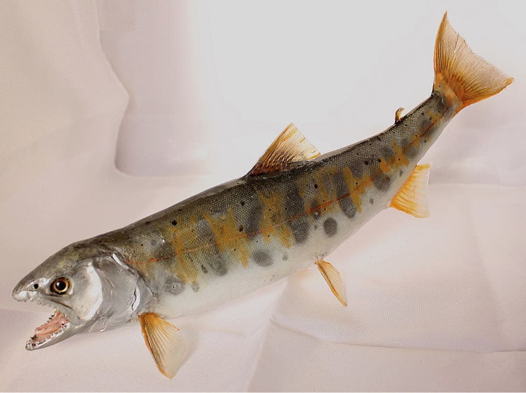 渓流魚剥製　山女魚の流木台座付き