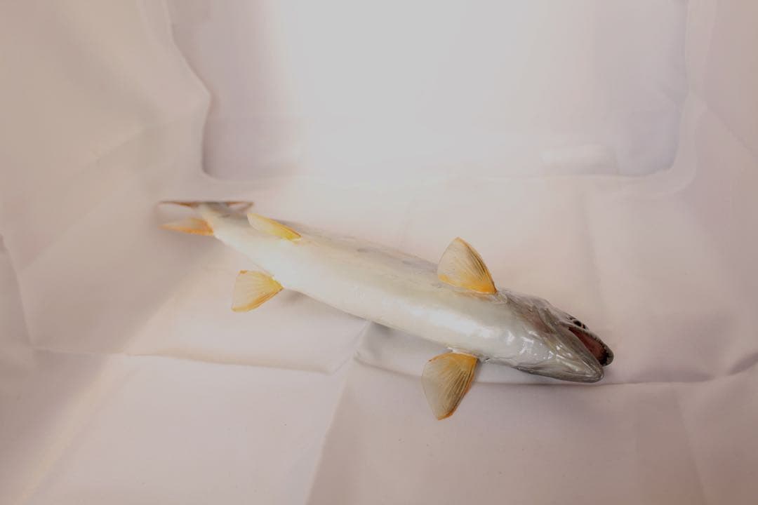 渓流魚剥製　山女魚の流木台座付き