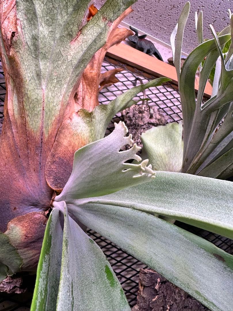 p.willinckii wild 大株