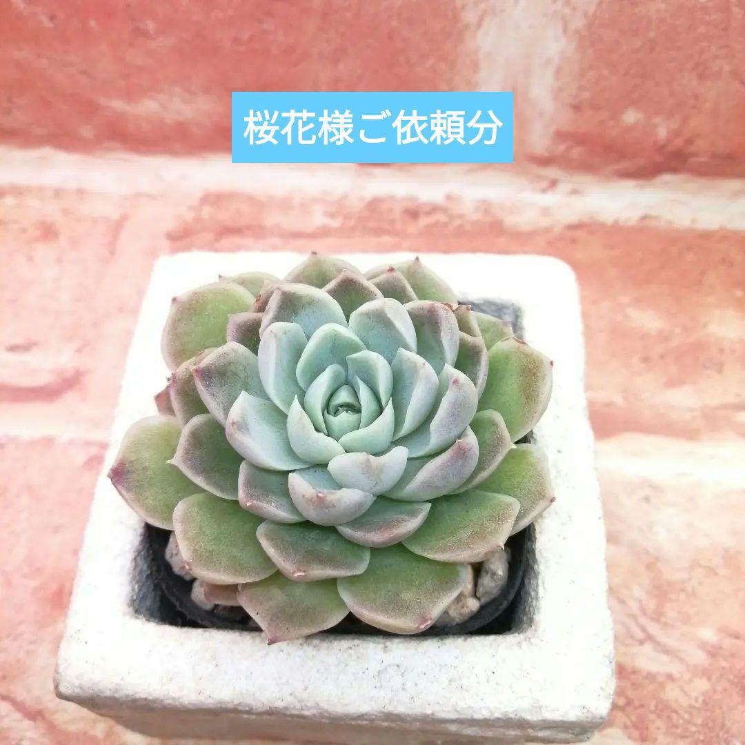 桜花様ご依頼分 純恋 すみれ他 多肉 エケベリア ココエニコさん - メルカリ