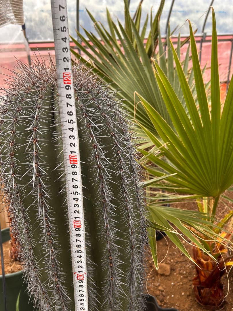 【引き取り限定】特大　弁慶柱　鉢底から120 このサイズはレア　発送の場合着払い