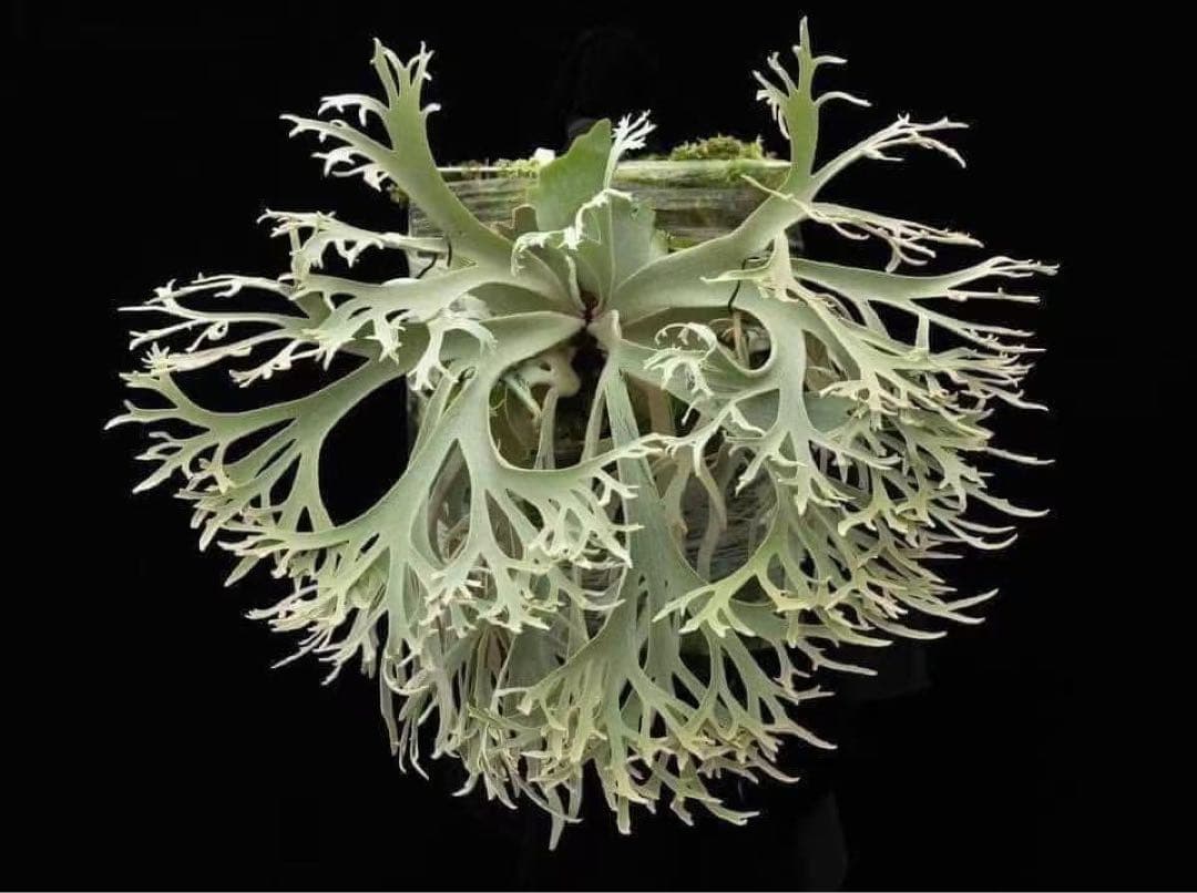 ビカクシダ P. willinckii Jenny TC #001 - メルカリ