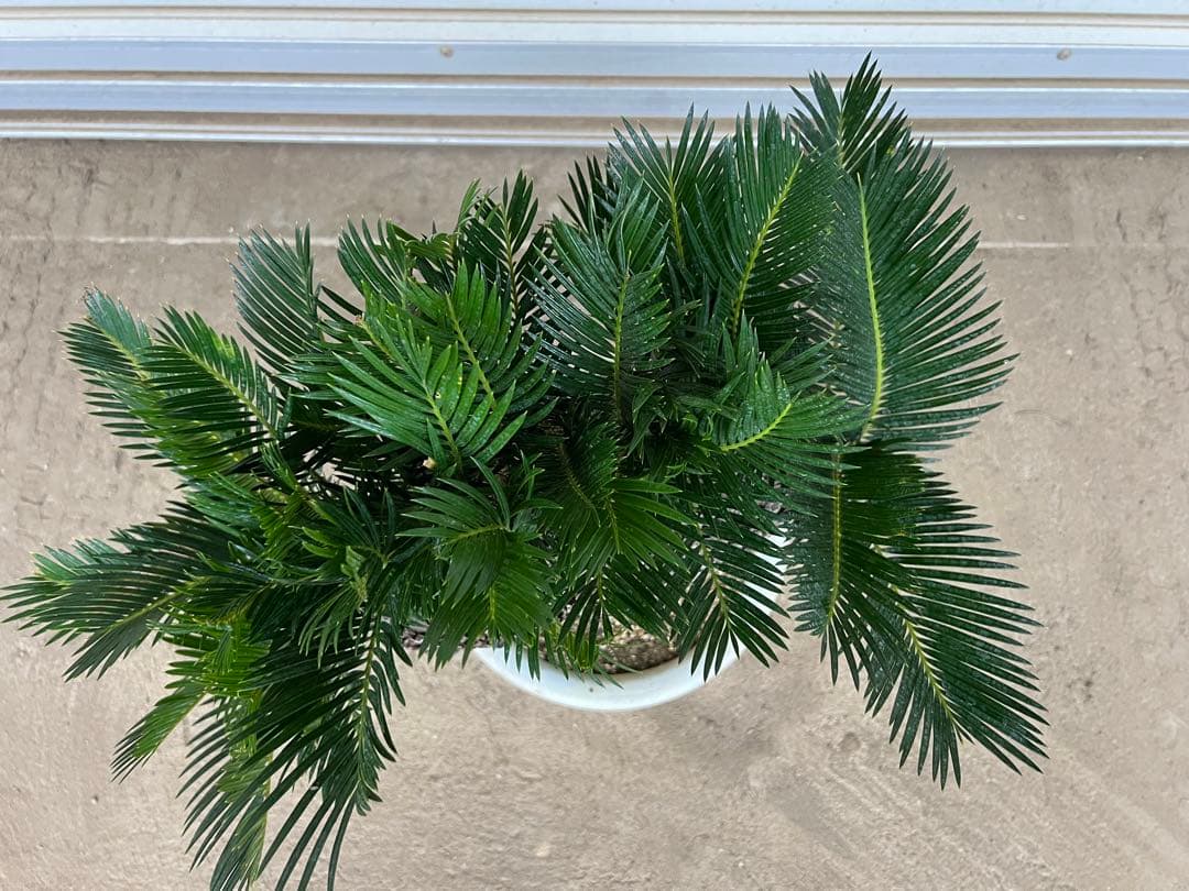 送料込み 獅子蘇鉄 獅子ソテツ 希少 盆栽 蘇鉄 - メルカリ