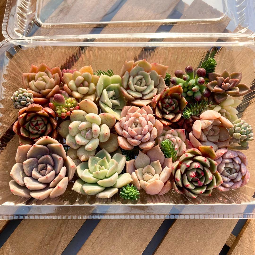 多肉植物 カット苗 寄せ植え セット 詰め合わせ エケベリア セダム