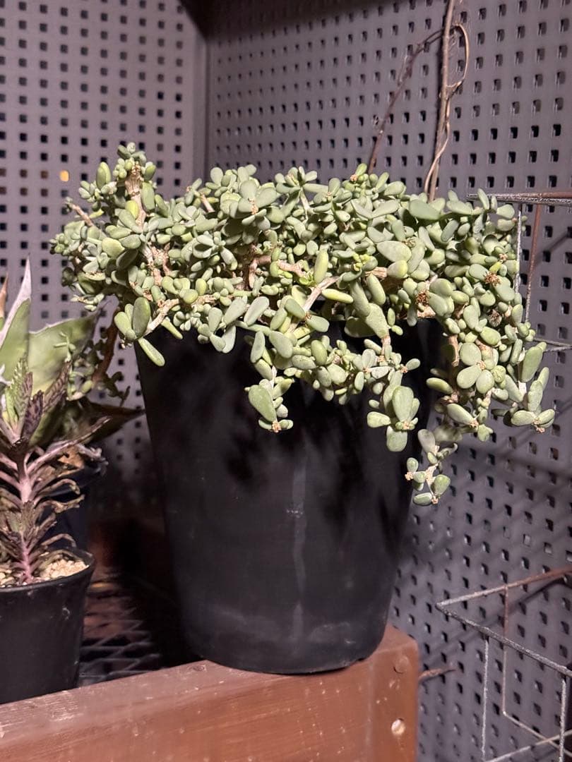 ケラリア　ピグマエア　綴化　モンスト