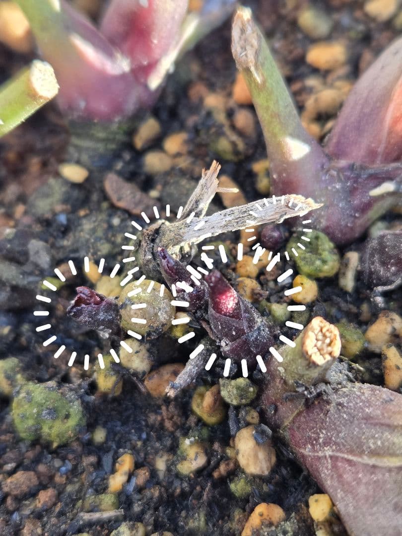 クリスマスローズ　キラメキチョコレート