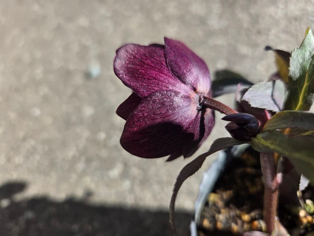 クリスマスローズ　キラメキチョコレート