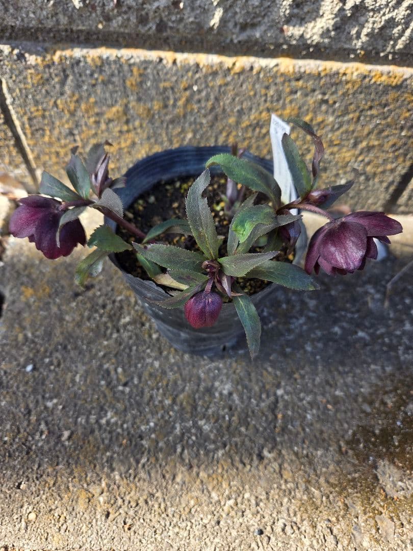 クリスマスローズ　キラメキチョコレート