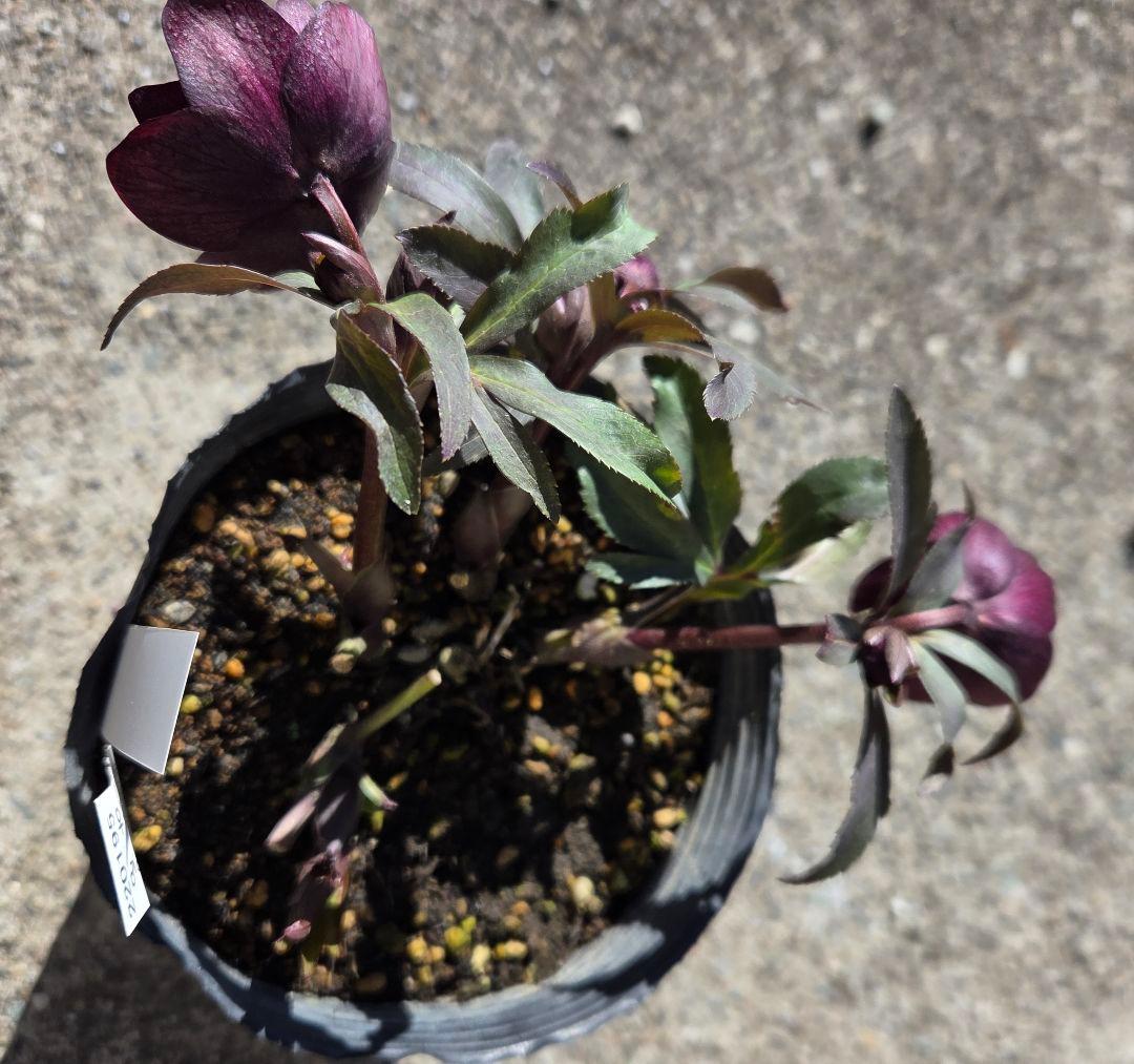 クリスマスローズ　キラメキチョコレート