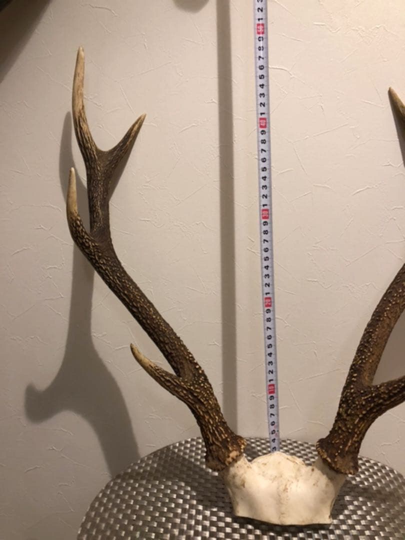 鹿のツノ(インテリア)