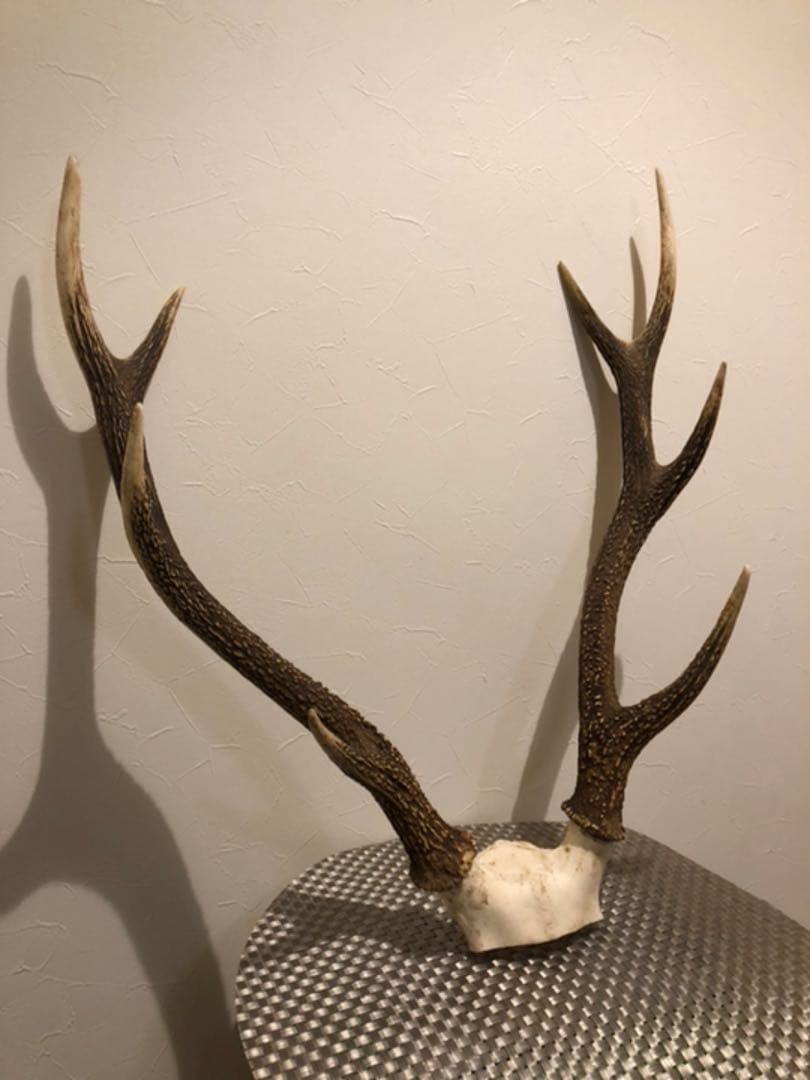 鹿のツノ(インテリア)