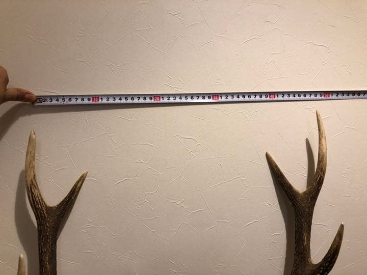 鹿のツノ(インテリア)